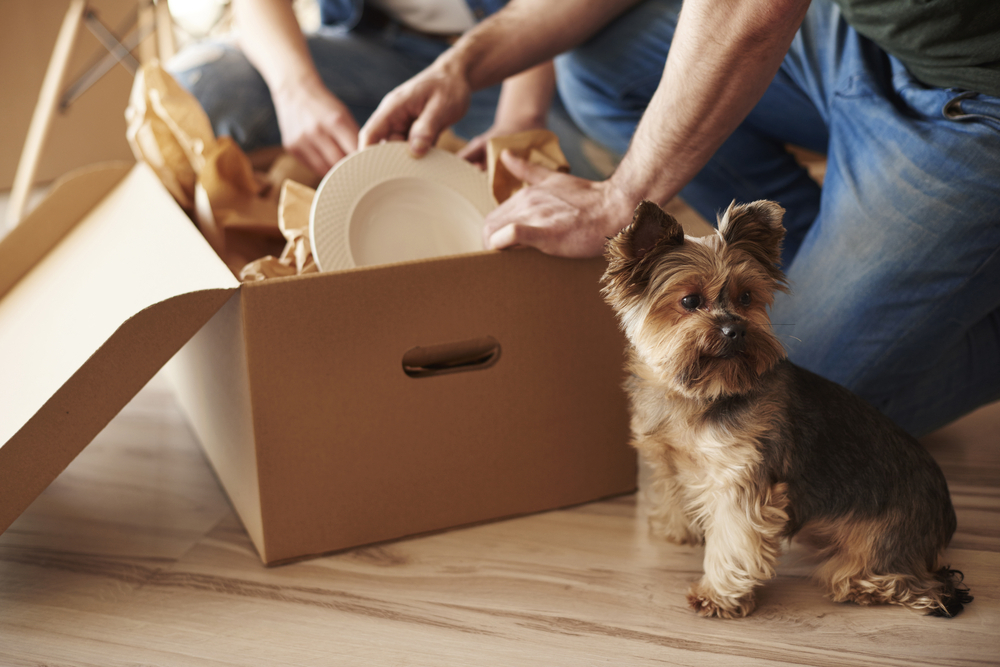 Should landlords allow pets in their rental properties?