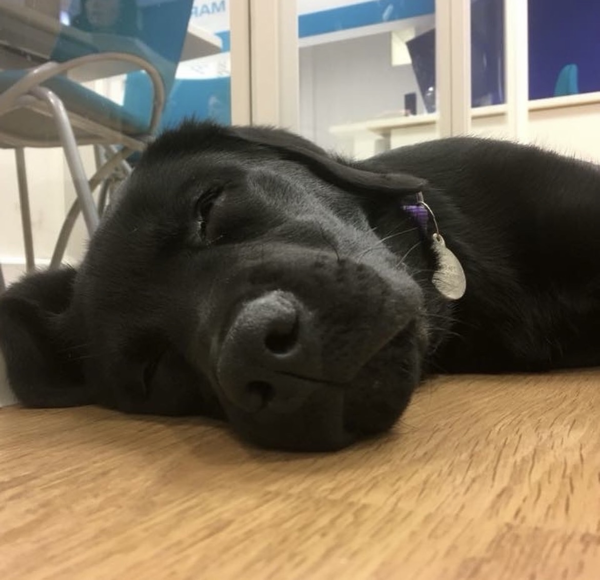 Delilah - Martin & Co Stafford